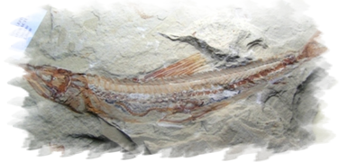 Prionolepis cataphractus, Cretacico  - Libano