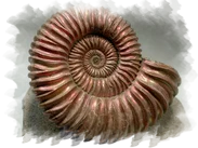 Apataeon pedestris