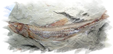 Prionolepis cataphractus, Cretacico  - Libano